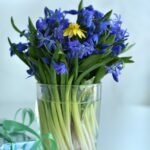 spring flowers, snowdrop, blue, nature, bouquet, bouquet, bouquet, bouquet, bouquet, bouquet