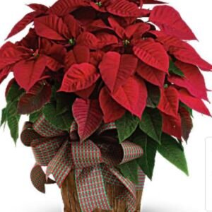 Large Poinsettia in a Container with a Ribbon