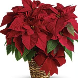 Large Red Poinsettia